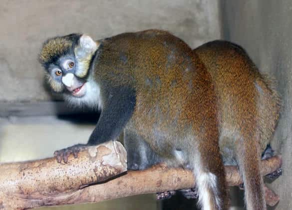 動物図鑑・シュミットグエノン